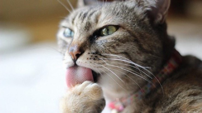 Cat Paw Injuries: Causes, Symptoms, and Care Tips