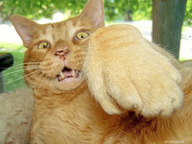Cat Paw Injuries: Causes, Symptoms, and Care Tips
