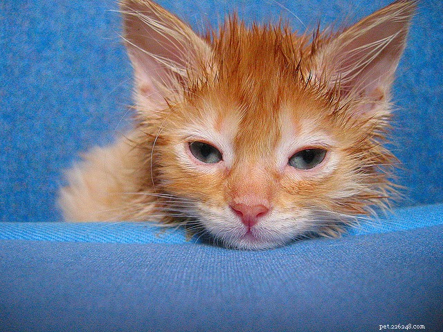 Ear Mites in Cats: Causes, Symptoms & Effective Treatment