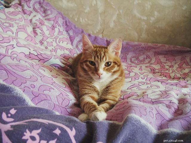 Ear Mites in Cats: Causes, Symptoms & Effective Treatment