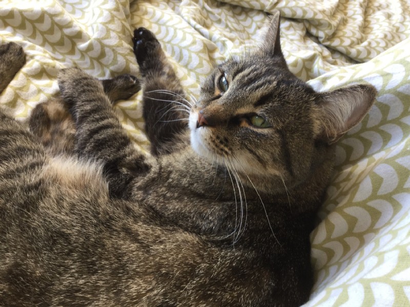 Managing Feline Herpes: Symptoms, Diagnosis, and Care