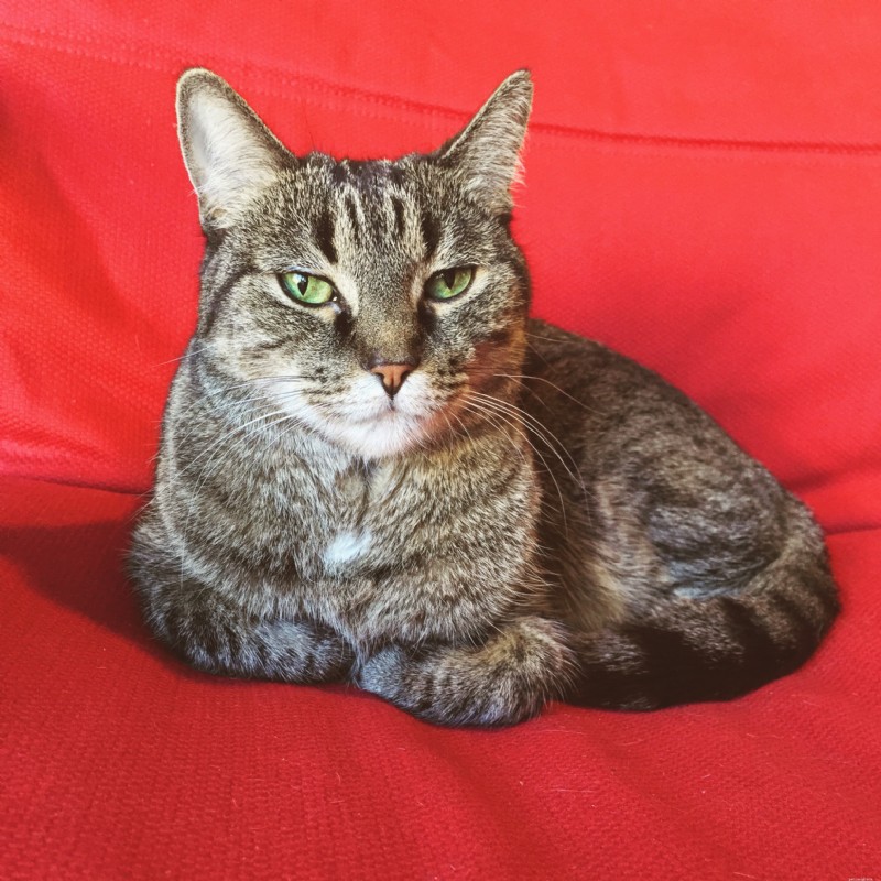 Managing Feline Herpes: Symptoms, Diagnosis, and Care