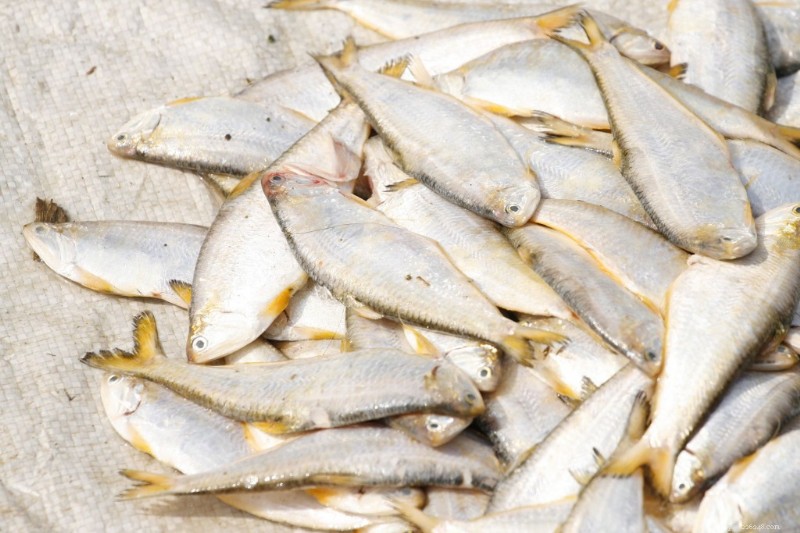Examining Allegations of Slave Labor in Cat Food Production