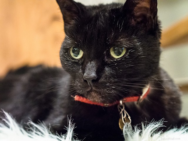 Understanding Common Coat Issues in Cats: Causes, Symptoms, and Veterinary Solutions