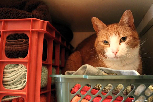 6 Key Indicators Your Cat Is Ill – Spot Symptoms Early
