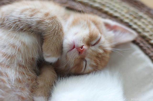 6 Key Indicators Your Cat Is Ill – Spot Symptoms Early