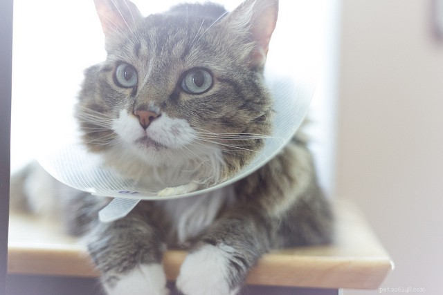 6 Key Indicators Your Cat Is Ill – Spot Symptoms Early