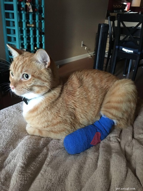 Understanding and Treating Bone Fractures in Cats and Kittens