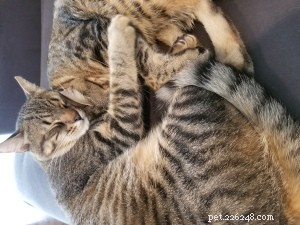 Ear Infections in Multi‑Pet Families: Gus’s Story