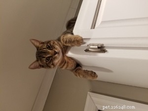 Ear Infections in Multi‑Pet Families: Gus’s Story