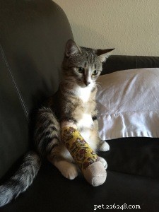 Ellie Mae Recovers from Fall, Leaving Only a Broken Toe