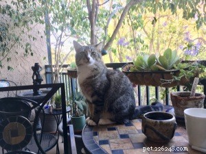 Ellie Mae Recovers from Fall, Leaving Only a Broken Toe