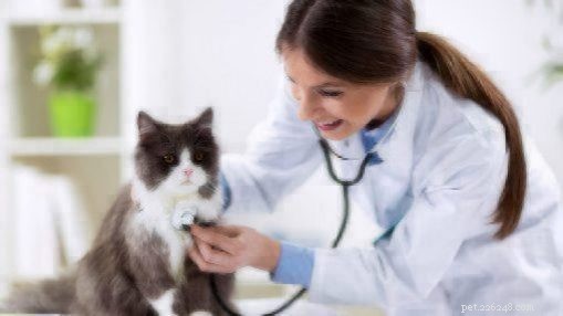 Understanding and Preventing Roundworm Infections in Cats and Kittens