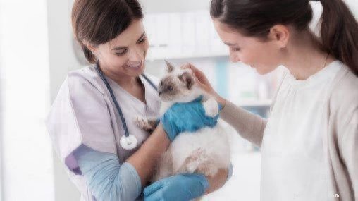 Hookworms in Cats & Kittens: Symptoms, Transmission & Prevention