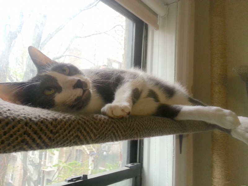 Cat Urinary Crystals Explained: O’Reilly’s Case Study