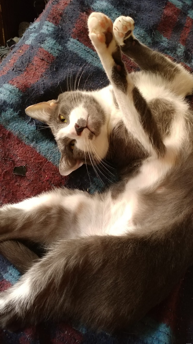 Cat Urinary Crystals Explained: O’Reilly’s Case Study