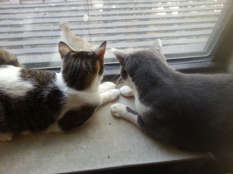 Cat Urinary Crystals Explained: O’Reilly’s Case Study