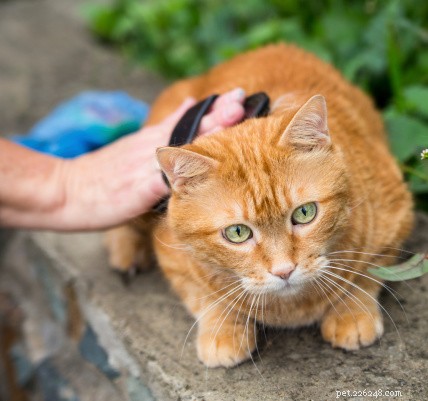 How to Manage Hairballs: A Complete Cat Care Guide