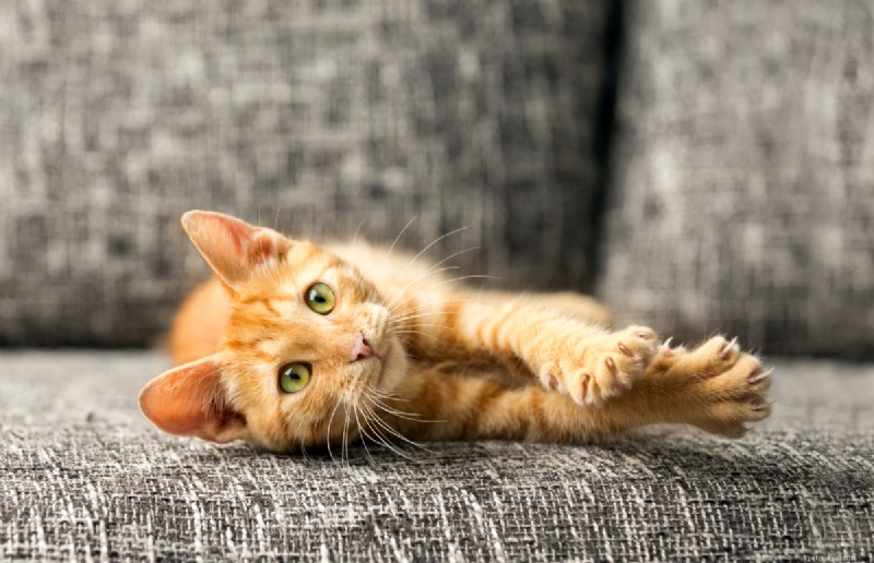 Declawing Cats: Why It’s Worse Than Trimming and How to Protect Your Home & Health