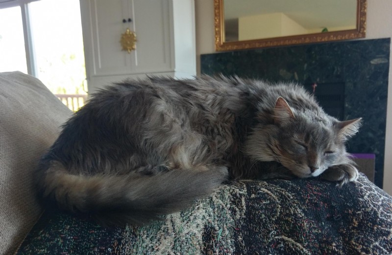 Cat Asthma: Otis’s Story & Vet Insights