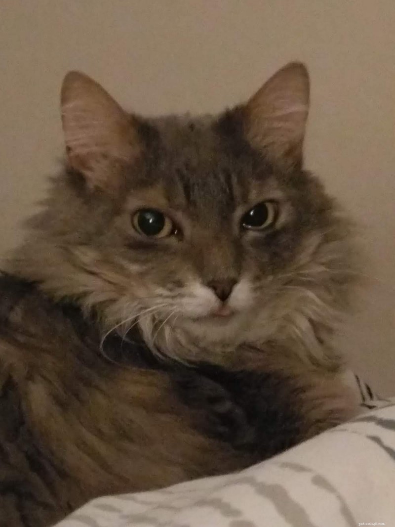 Cat Asthma: Otis’s Story & Vet Insights