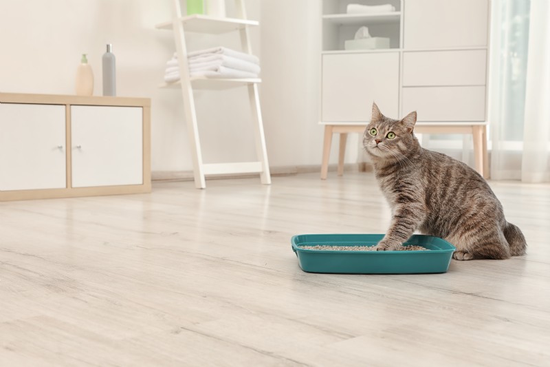 7 Proven Reasons Your Cat Avoids the Litter Box – Fixing the Problem