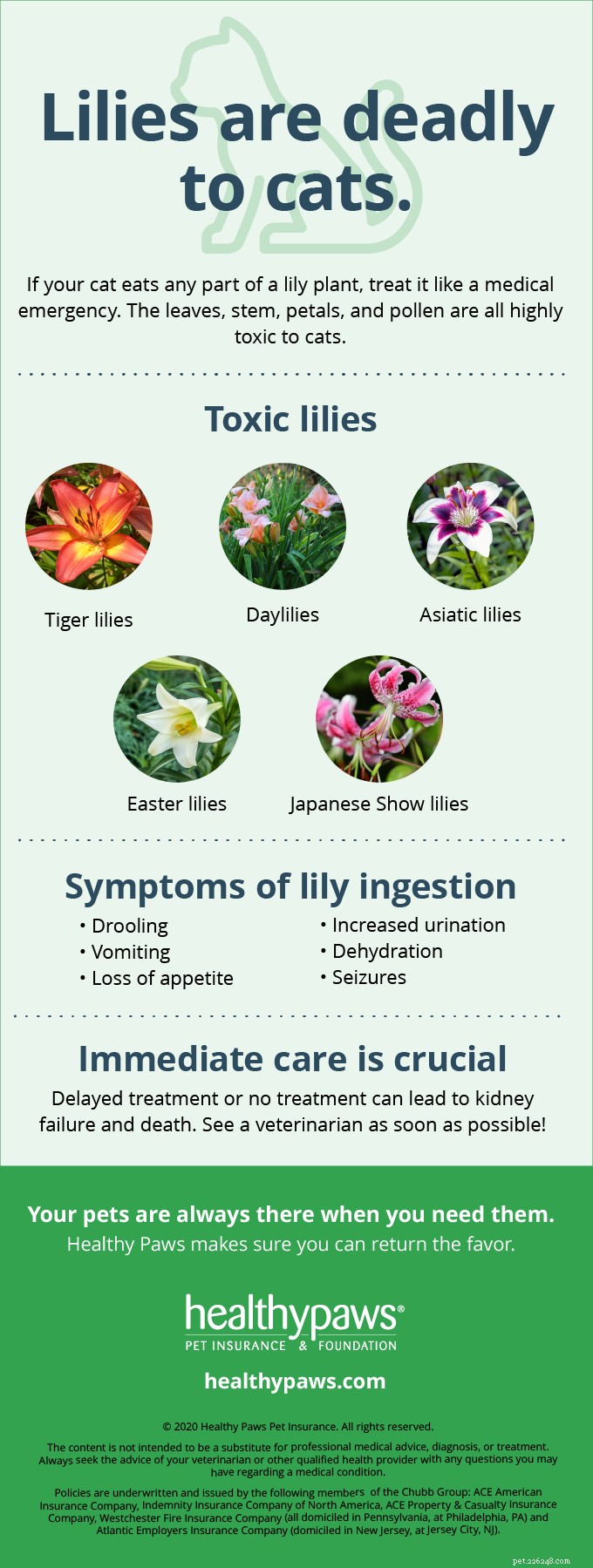 Lilies Are Toxic to Cats: Protect Your Feline Friend