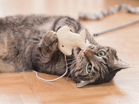 Debunking 6 Common Cat Myths: What the Science Really Says