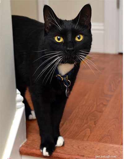 Checkers the Cat Recovers from Urinary Tract Blockage: A Rescue Success Story