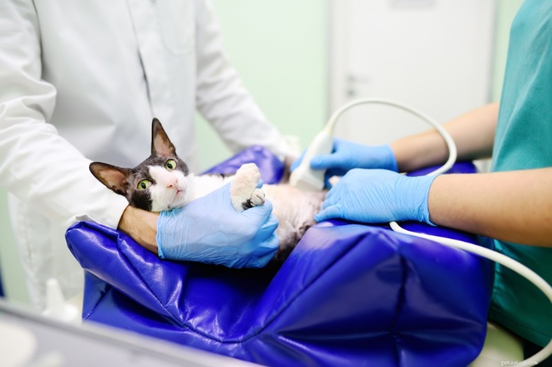 Is Your Cat Pregnant? Steps to Take & Expert Guidance