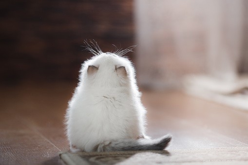 Ragdoll Cats: The Ultimate Guide to Their Loving, Lax Personality