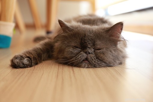 Persian Cats: Key Facts, Personality & Health