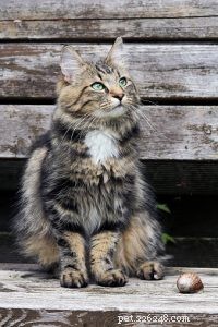 Norwegian Forest Cats: Facts, Care, and Health