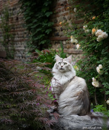Discover the Majestic Maine Coon: America s Feline Treasure
