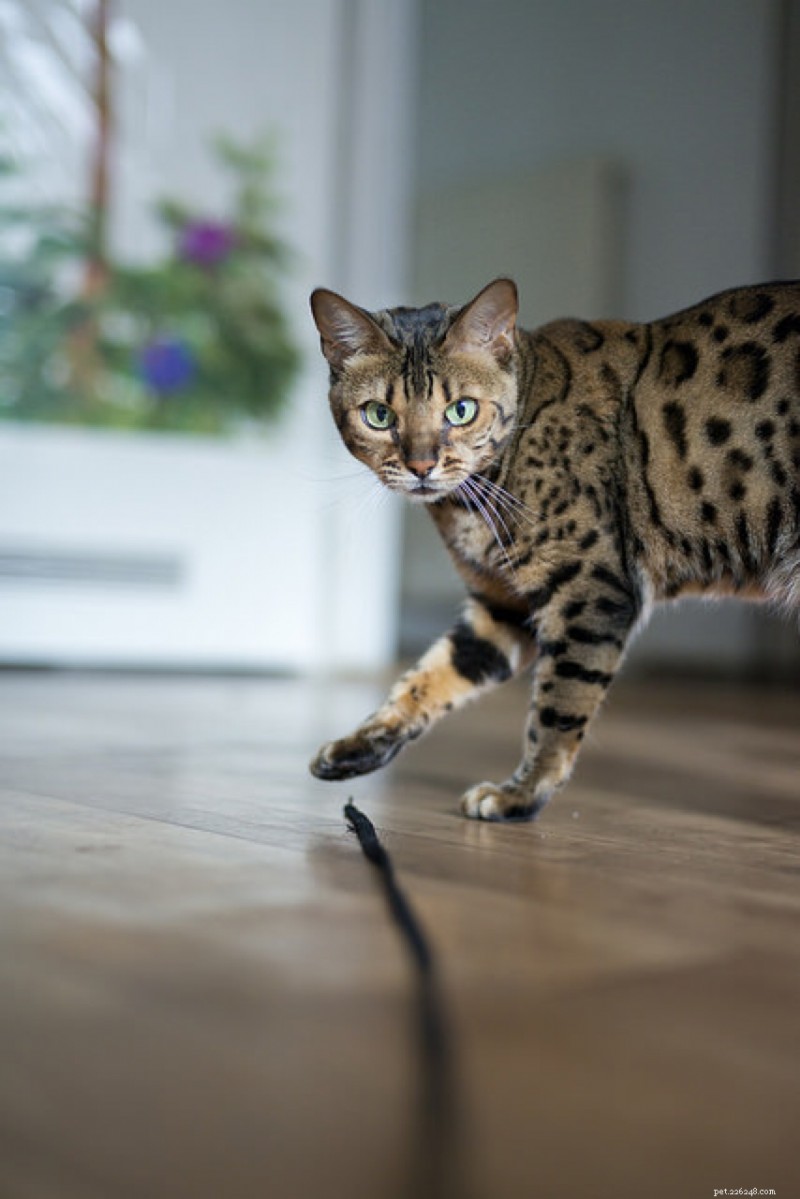 Bengal Cats: Directly Traced to Their Wild Ancestor, the Asian Leopard Cat