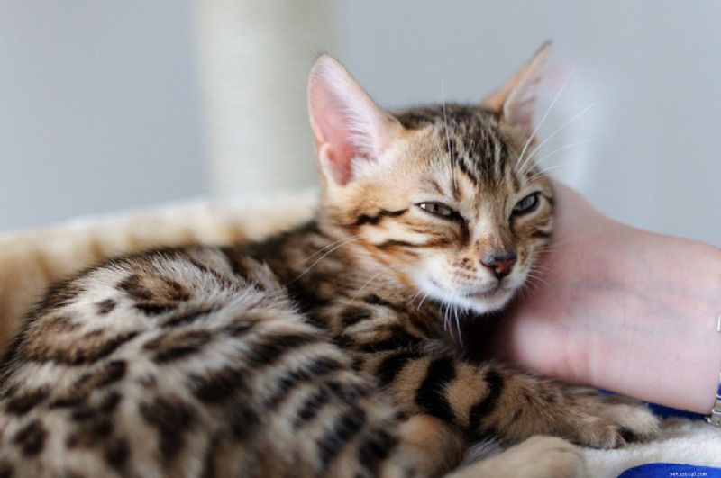 Bengal Cats: Directly Traced to Their Wild Ancestor, the Asian Leopard Cat