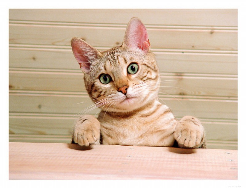Bengal Cats: Directly Traced to Their Wild Ancestor, the Asian Leopard Cat