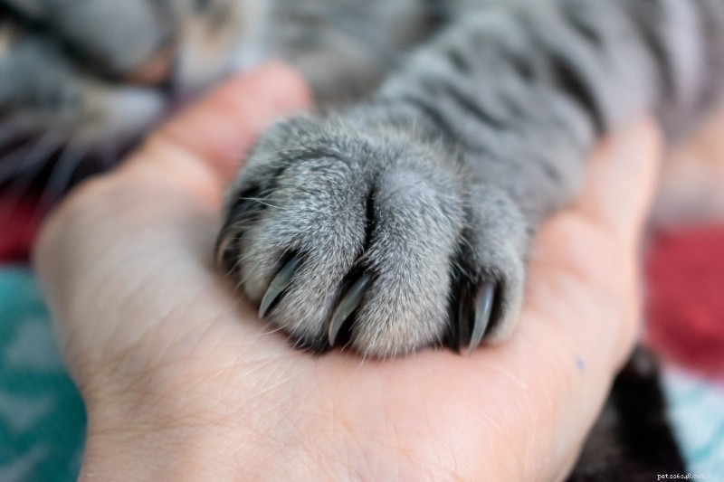 Expert Guide to Safely Trimming Your Cat’s Claws