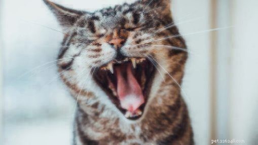 Cat Oral Health: Understanding Kitty Cavities and Their Prevention