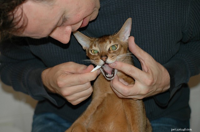 Understanding Cat Drooling: Causes, Symptoms, and Treatment Options