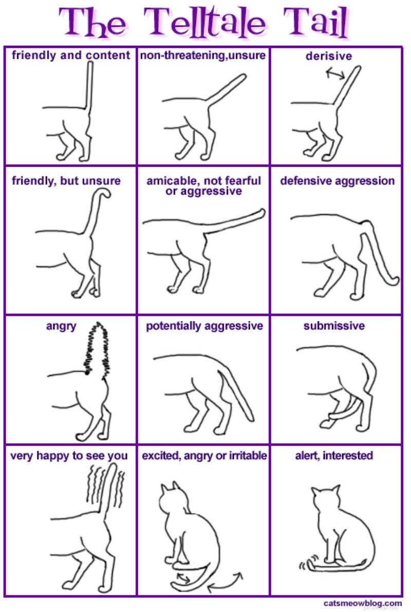 Speak Your Cat s Language: Decoding Feline Body Language