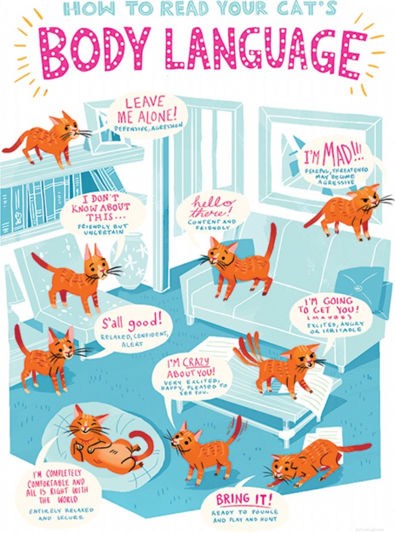 Speak Your Cat s Language: Decoding Feline Body Language