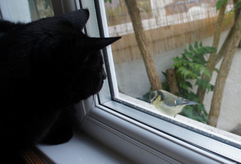 Speak Your Cat s Language: Decoding Feline Body Language