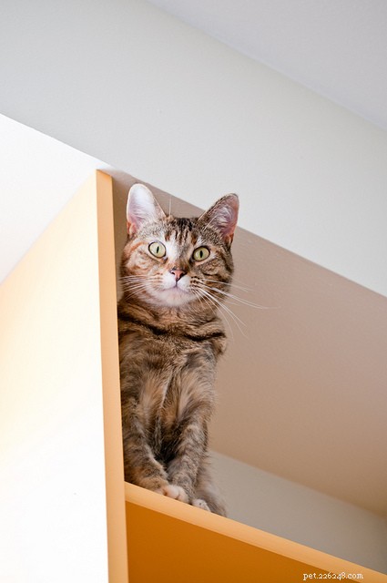 Are Your Cat’s Smart Instincts Boring Them Out? Proven Ways to Keep Them Engaged