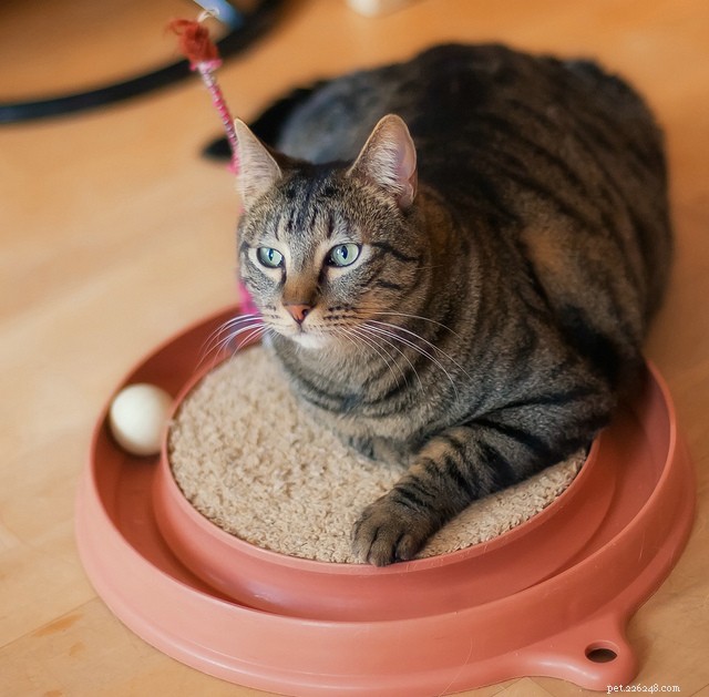 Are Your Cat’s Smart Instincts Boring Them Out? Proven Ways to Keep Them Engaged