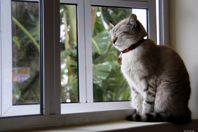 Master Cat Leash Training: A Complete Guide to Safe Outdoor Adventures