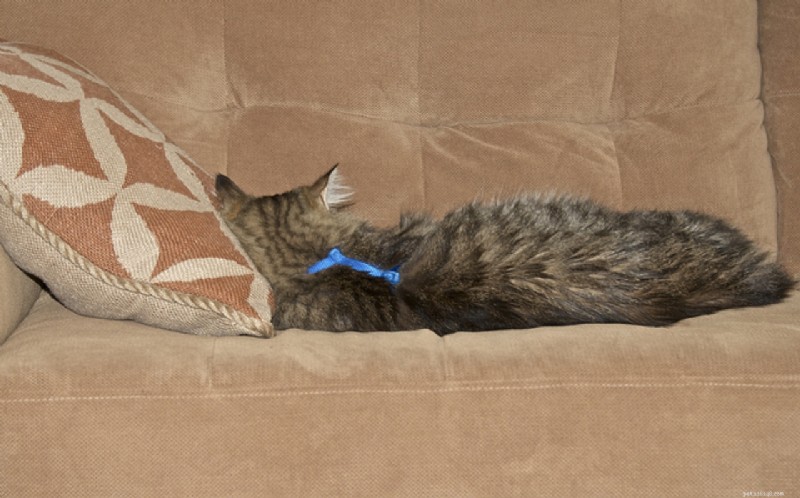 Master Cat Leash Training: A Complete Guide to Safe Outdoor Adventures