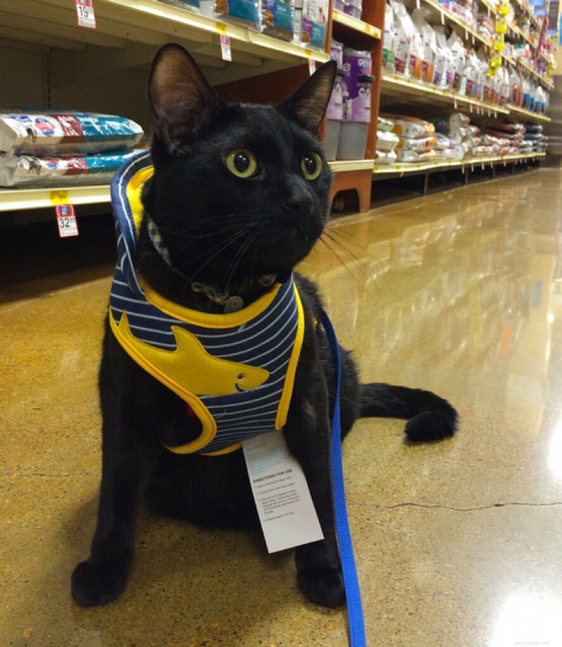 Master Cat Leash Training: A Complete Guide to Safe Outdoor Adventures