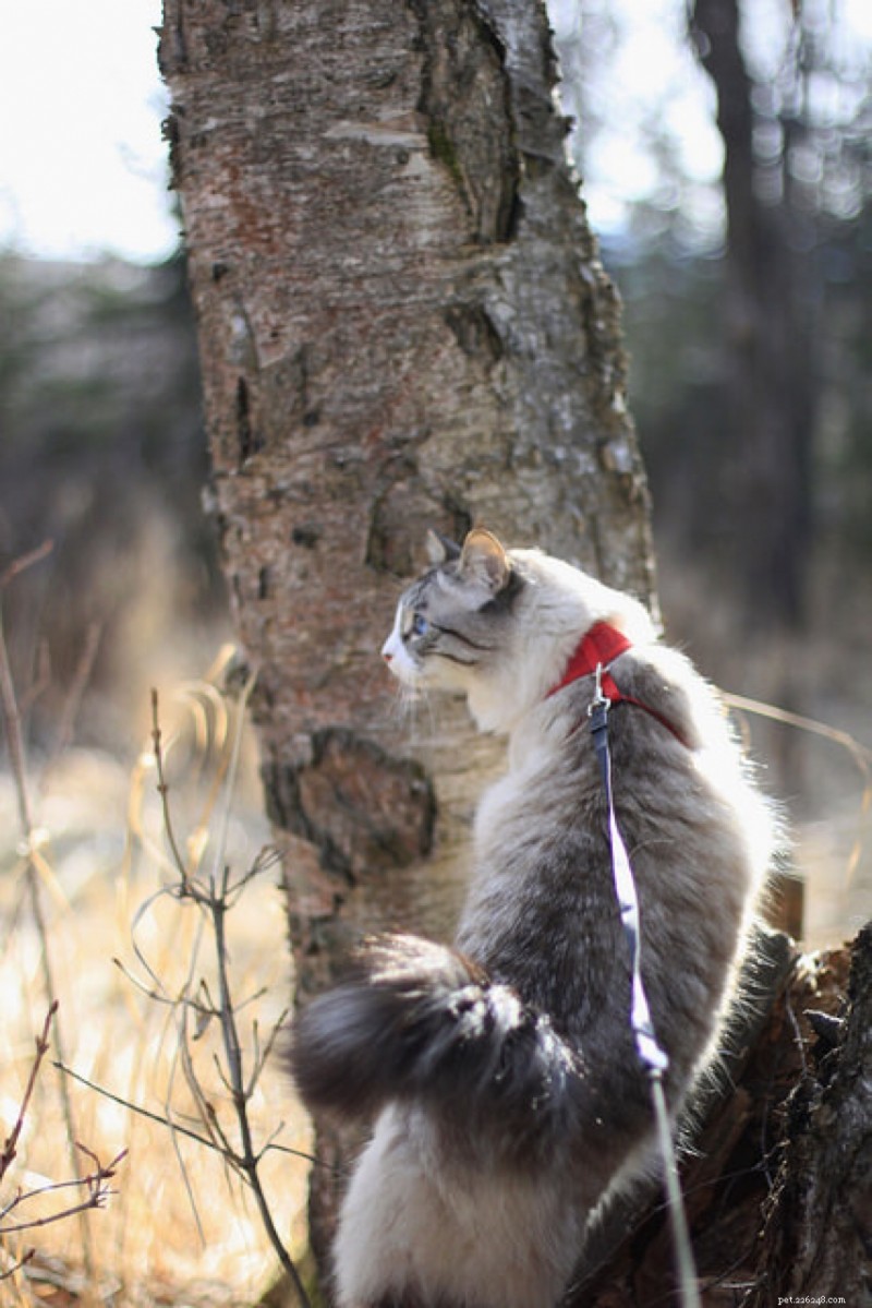 Master Cat Leash Training: A Complete Guide to Safe Outdoor Adventures