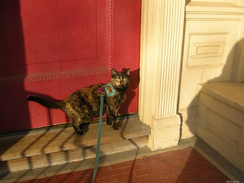 Master Cat Leash Training: A Complete Guide to Safe Outdoor Adventures